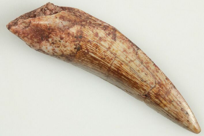 1.13" Serrated, Triassic Reptile (Postosuchus?) Tooth - New Mexico